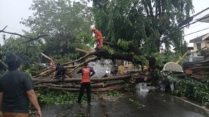 Tim Reaksi Cepat BPBD Bandar Lampung Evakuasi Sejumlah Pohon Tumbang