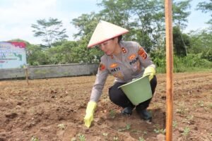 Kapolres Lampung Timur Gelar Penanaman Jagung Serentak Kuartal IV Dukung Swasembada Pangan 2025