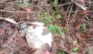 Dua Kambing Warga Tanggamus Dimangsa Hewan Diduga Beruang