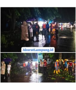 Pohon Tumbang Tutup Jalan Raya di Desa Sumber Gede Kecamatan Sekampung, Polisi Sigap Evakuasi