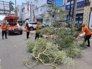 BPBD Kota Bandar Lampung Evakuasi Pohon Tumbang di Jl. Raden Intan