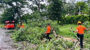 Selama 2025, BPBD Bandar Lampung Laporkan 357 Kejadian Pohon Tumbang