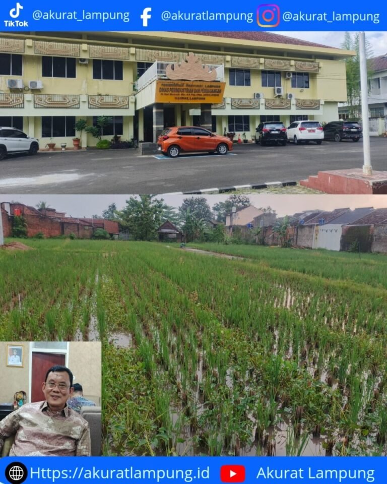 Hibah Rp26,6 M Disperindag Lampung untuk Alat Pengering, Dongkrak Pendapatan Petani