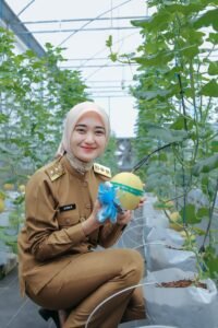 ‎Wagub Jihan Nurlela Panen Raya Melon di SMK Negeri Pertanian Pembangunan Natar